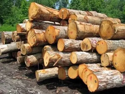  ۲ قاچاقچی حرفه ای چوب بلوط در شهرستان خانمیرزا چهارمحال و بختیاری بازداشت شدند