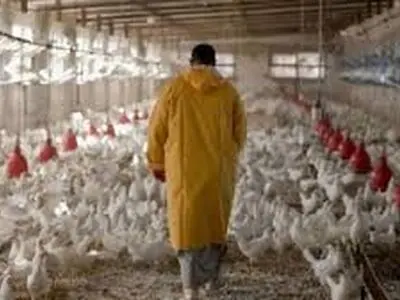 قیمت 14400 تومانی مرغ به ضرر مرغدار است/ نهاده‌های دولتی افزایش قیمت داشته است