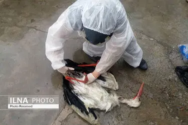 آغاز طرح پایش و مراقبت فعال آنفلوانزای فوق‌حاد پرندگان در البرز