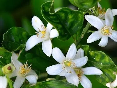 پایان برداشت بهار نارنج از باغات گیلان