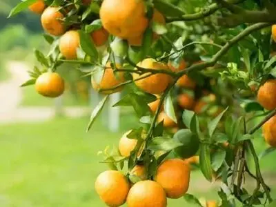 پایان زمان برداشت ۱.۵ میلیون تن مرکبات در فارس