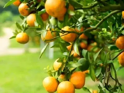 پایان زمان برداشت ۱.۵ میلیون تن مرکبات در فارس