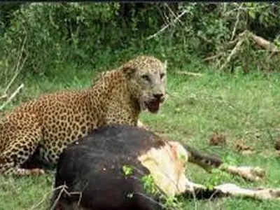 حمله پلنگ به دام‌های روستای دشت‌زاغ آبدان