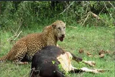 حمله پلنگ به دام‌های روستای دشت‌زاغ آبدان