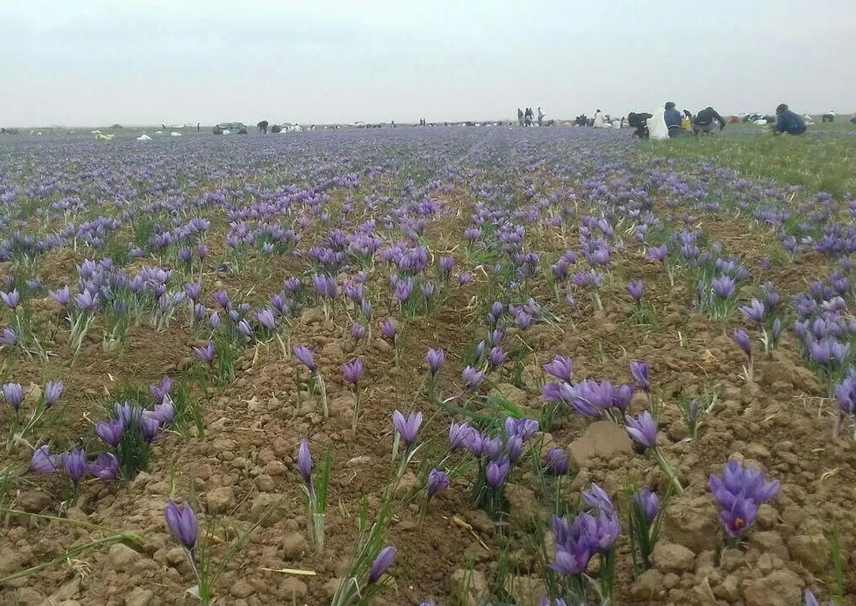 آغاز خرید حمایتی زعفران در تایباد‍ 