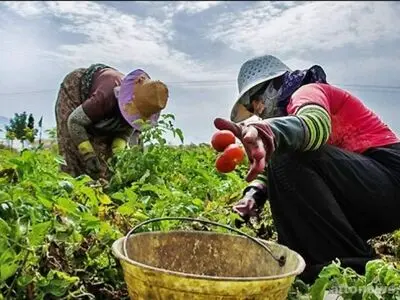 نجات معجزه‌آسای یک کارگر گوجه‌چین از عمق چاه