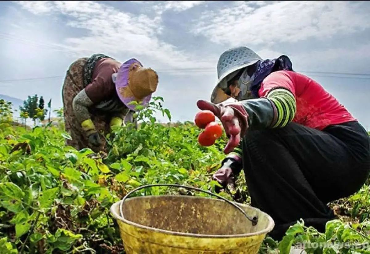 نجات معجزه‌آسای یک کارگر گوجه‌چین از عمق چاه