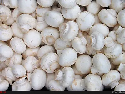 دستور پخت 2 غذای خوشمزه و لذیذ با قارچ