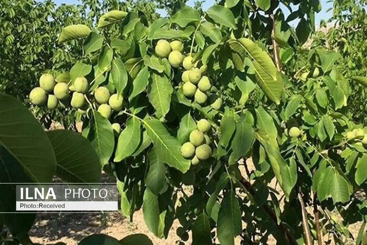 احداث ۵۰ هکتار باغ مدرن گردو در قزوین