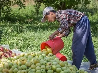 خرید توافقی سیب درختی درجه ۳ در فارس 