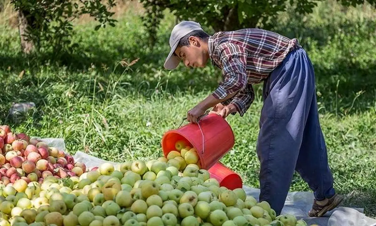 خرید توافقی سیب درختی درجه ۳ در فارس 