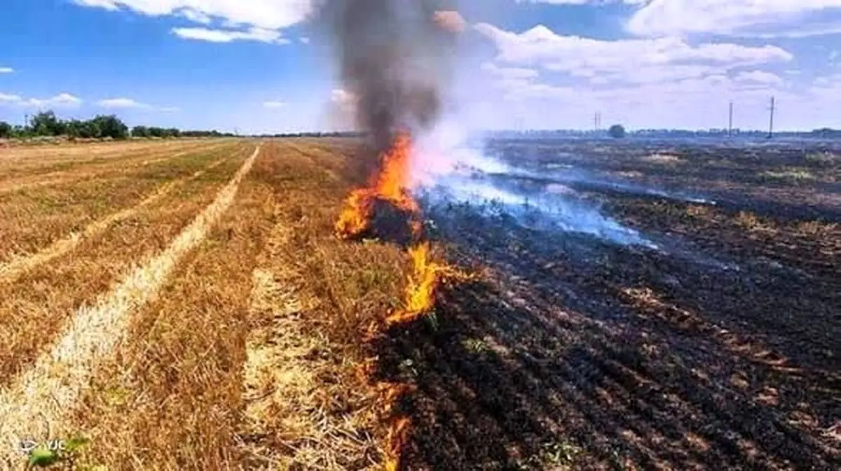 هشدار فعالان محیط زیست نسبت به تداوم آتش زدن بقایای مزارع در مرودشت