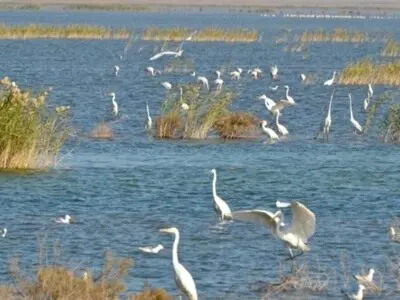 سرشماری زمستانی پرندگان مهاجر در خوزستان؛ ثبت بیش از ۱۴۱ هزار قطعه در ۱۳ تالاب
