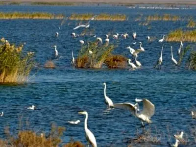 سرشماری زمستانی پرندگان مهاجر در خوزستان؛ ثبت بیش از ۱۴۱ هزار قطعه در ۱۳ تالاب