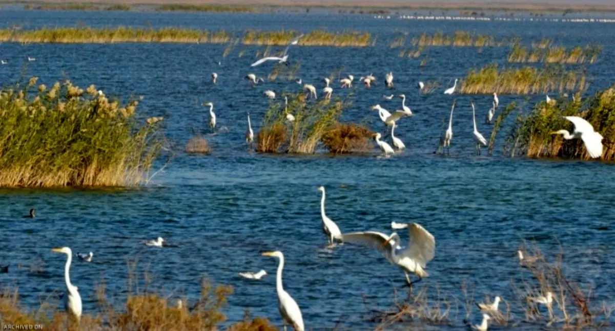 سرشماری زمستانی پرندگان مهاجر در خوزستان؛ ثبت بیش از ۱۴۱ هزار قطعه در ۱۳ تالاب