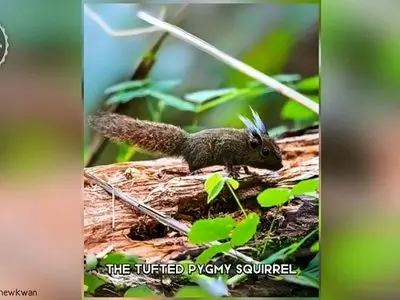 سنجاب کوتوله کاکل‌دار؛ کوچک‌ترین گونه سنجاب در دنیا را ببینید + فیلم