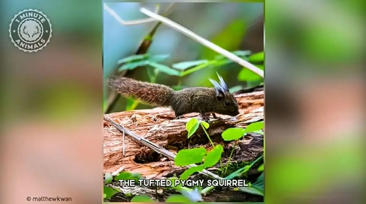 سنجاب کوتوله کاکل‌دار؛ کوچک‌ترین گونه سنجاب در دنیا را ببینید + فیلم