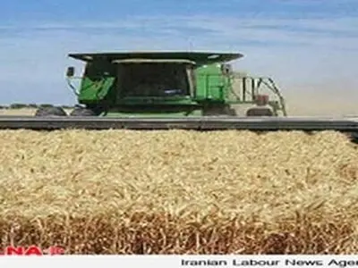 قیمت قطعی گندم در فصل برداشت تعیین خواهد شد