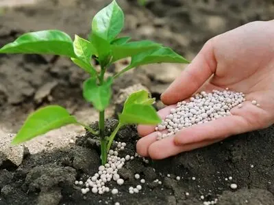 راهنمای خرید هوشمندانه کود و بذر از مزرعه زمرد