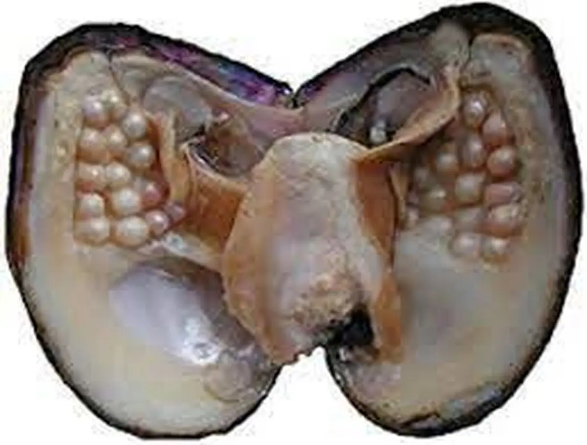استخراج هیجان‌انگیز مروارید طبیعی از دل صدف+فیلم