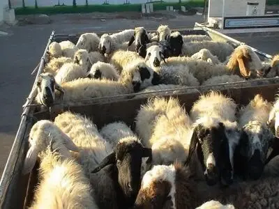 کشف ۳۰۰ راس دام قاچاق زنده در بردسکن خراسان رضوی