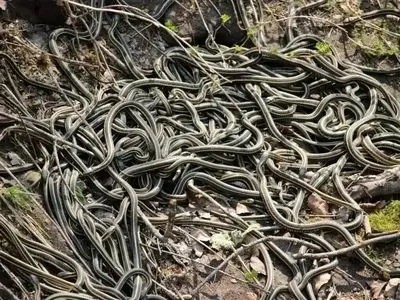 بزرگترین «لانۀ مار» در جهان کجاست؟