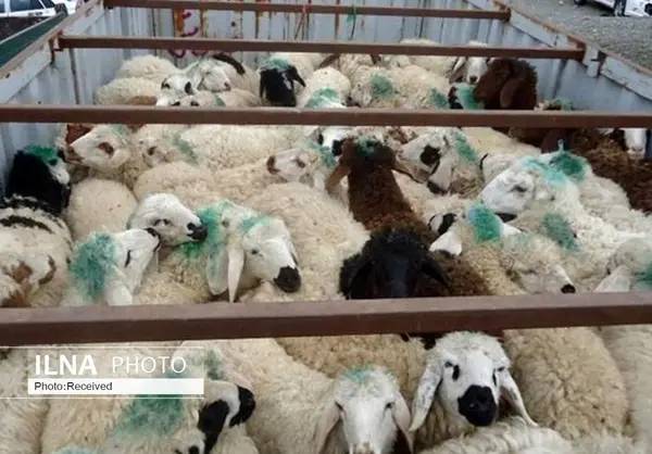 خروج دام از استان ممنوع است