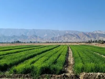 اجرای طرح انتخاب مشارکتی ارقام گندم و جو در لامرد