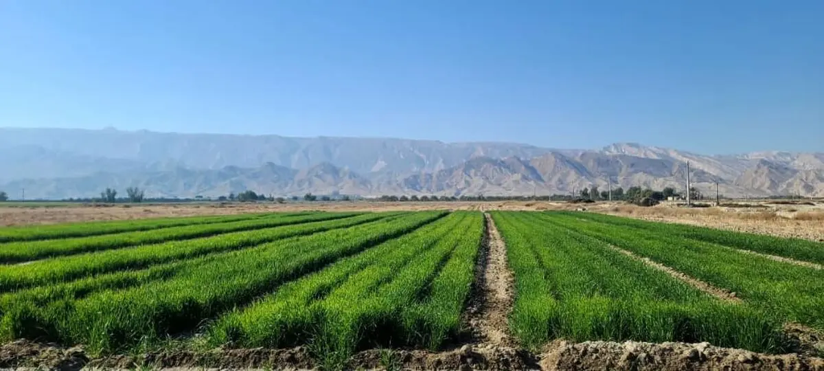 اجرای طرح انتخاب مشارکتی ارقام گندم و جو در لامرد