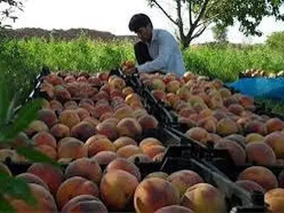 برداشت ۵۴ هزار تن هلو از باغات چهارمحال و بختیاری آغاز شد