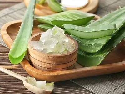 آلوئه‌ورا  گیاه هزار ساله با هزار خاصیت
