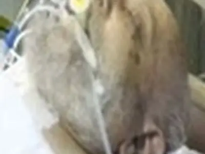 انشاءالله با تدابیر تیم پزشکی وضعیت آیت‌الله مهدوی‌کنی بهتر شود