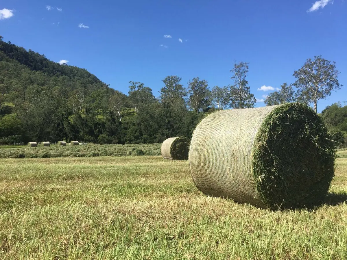 تدوین بسته محصولات جایگزین علوفه برای کاهش واردات