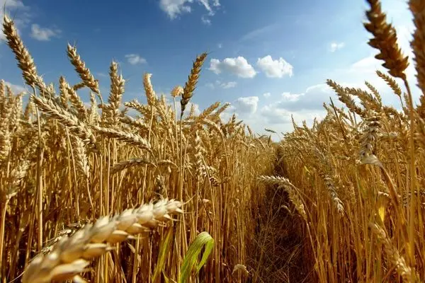 کشت ۶ میلیون هکتار گندم در سال زراعی جاری/ توزیع ۴۲۰ هزار تن بذور اصلاح شده میان کشاورزان