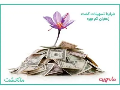 شرایط تسهیلات کشت زعفران کم بهره
