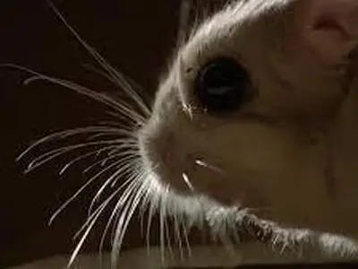 صحنه ای بسیار جالب از شکار کردن روباه سفید عربی + فیلم