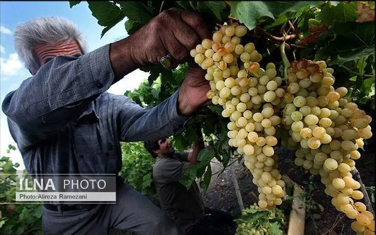 آغاز برداشت انگور در مروست یزد 
