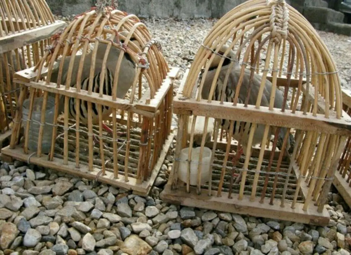 متخلف زنده گیری کبک در بجستان خراسان رضوی دستگیر شد