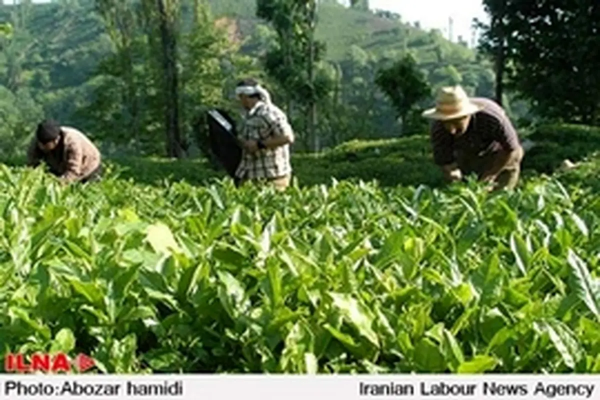 ترکیه چای سنواتی ایران را به اروپا صادر می کند