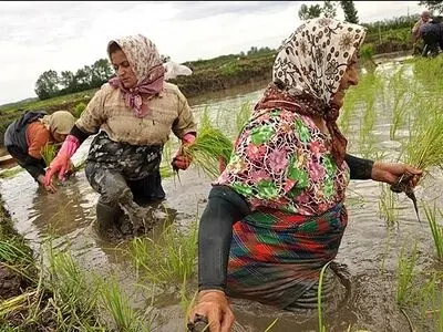 ۶۰۰ تعاونی ویژه زنان در مازندران فعال است