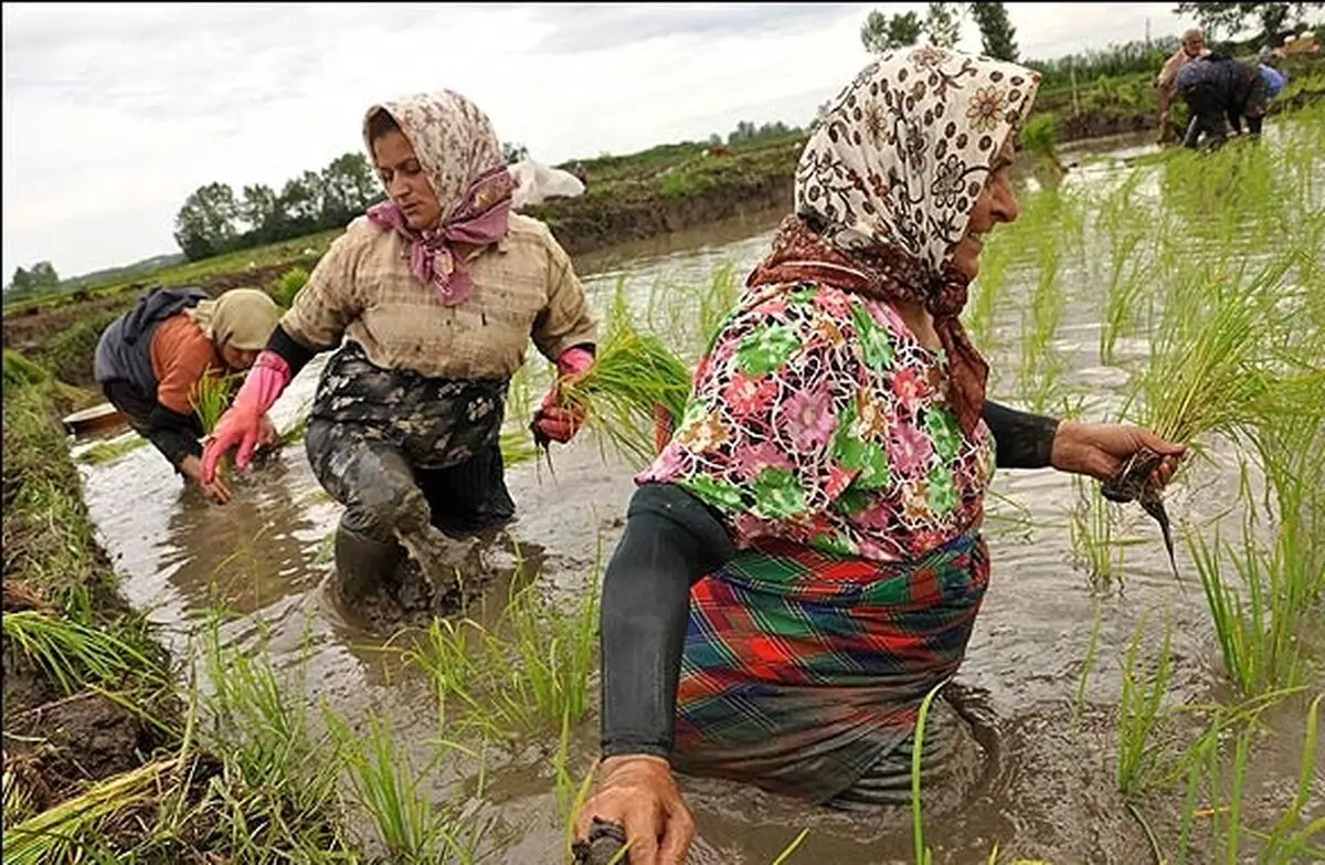 ۶۰۰ تعاونی ویژه زنان در مازندران فعال است