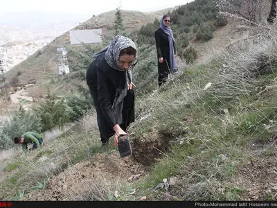 نهال کاری در دامنه کوه آبیدر سنندج 