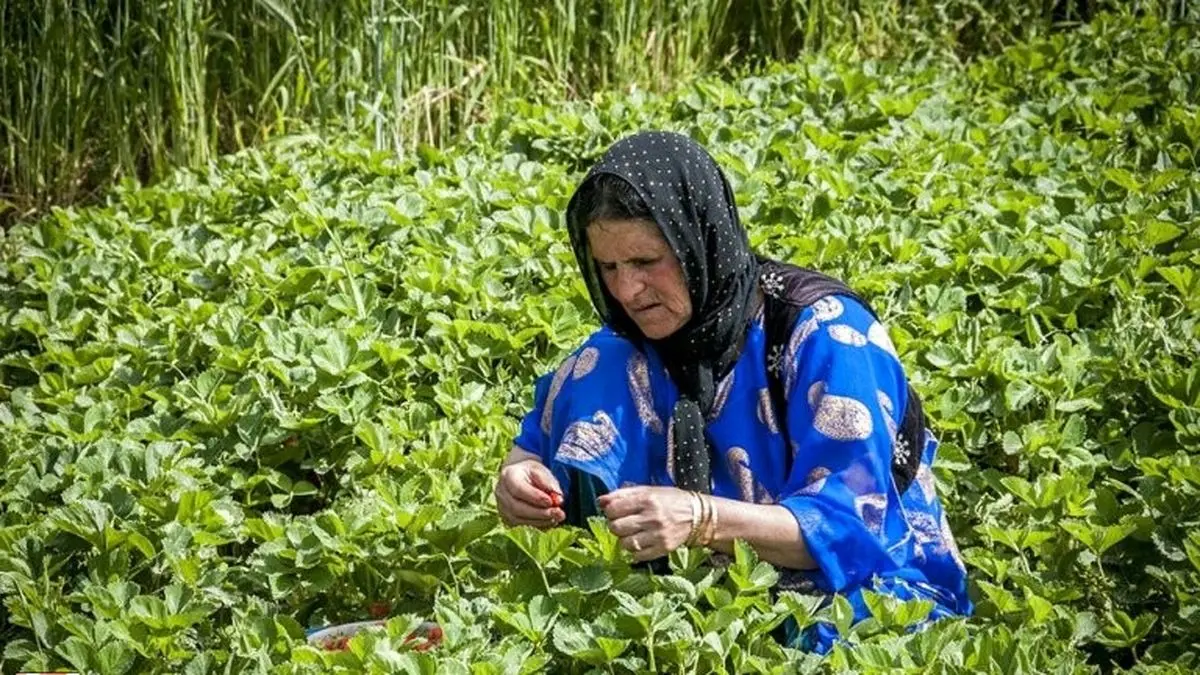 اجرای طرح روستا تعاون در شهرستان دهگلان  کردستان 