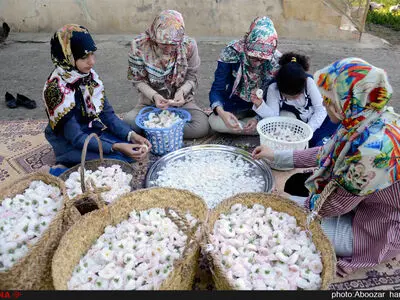 جشنواره گلابگیری در روستای گیلده شفت گیلان