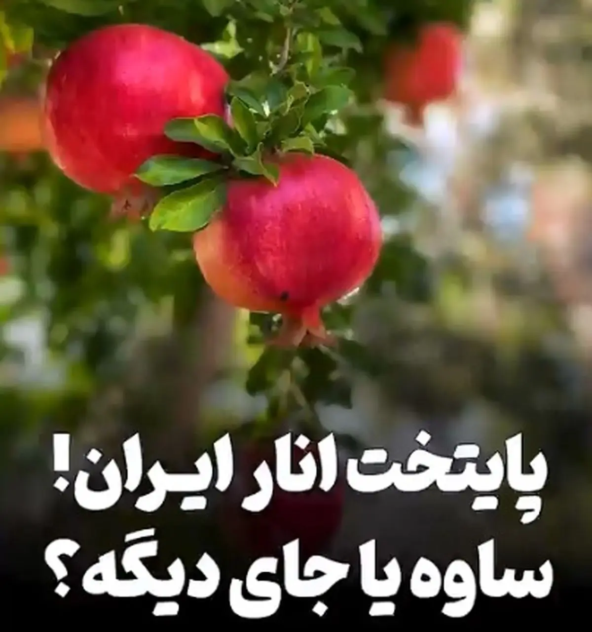 بهترین انار ایران برای کدام شهر است؟ + فیلم