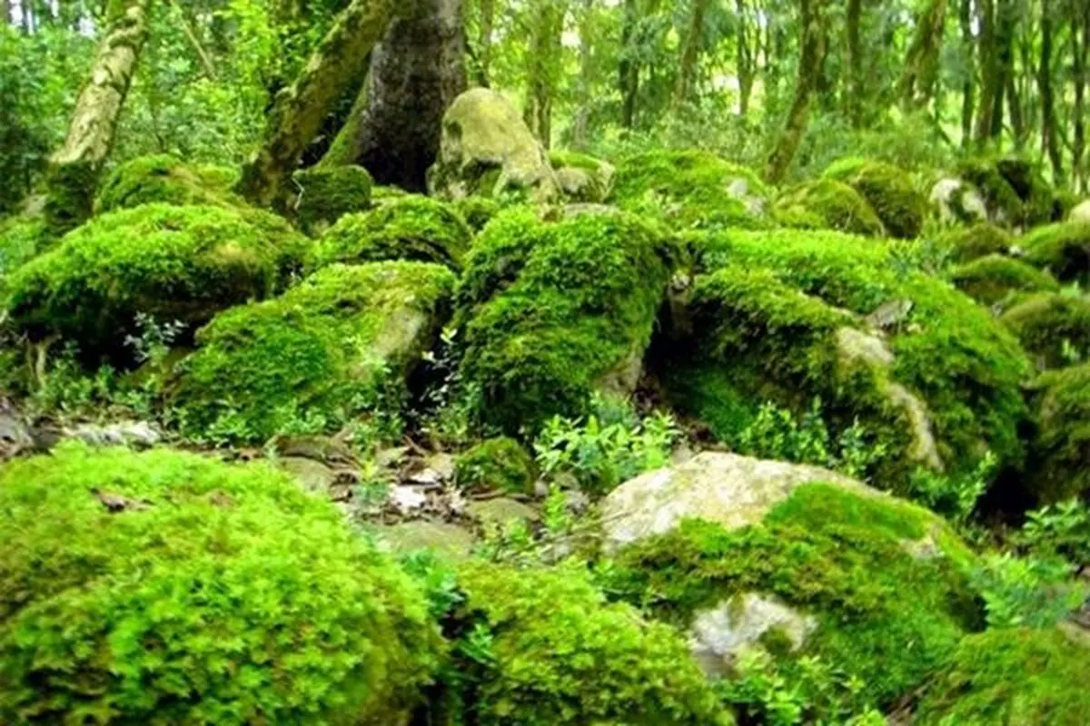 اجرای طرح رویداد جهانی ۲۰۲۰ گیلان در شهرستان تالش 