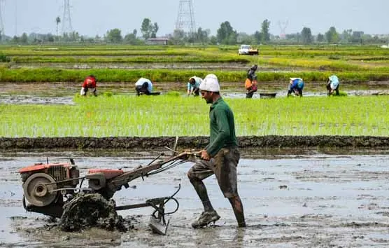 شخم ۱۷۰ هزار هکتار از شالیزارهای گیلان