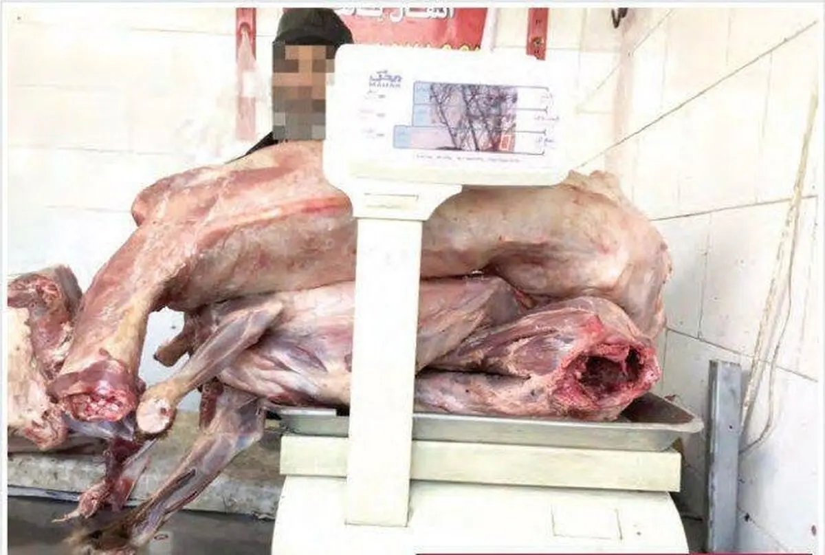 این ترازو گوشت سگ وزن می‌کرد / گوشت سگ را با نام تعاونی ارزانتر می‌فروختند+عکس