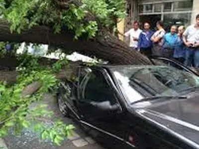 سقوط درخت روی خودرو در دریاچه چیتگر تهران/فیلم