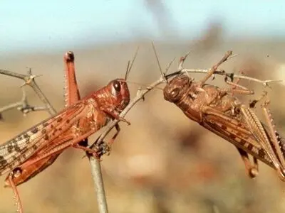 هجوم موج بزرگی از ملخ دریایی به کشور / بسیج همگانی امکانات برای مهار معضل